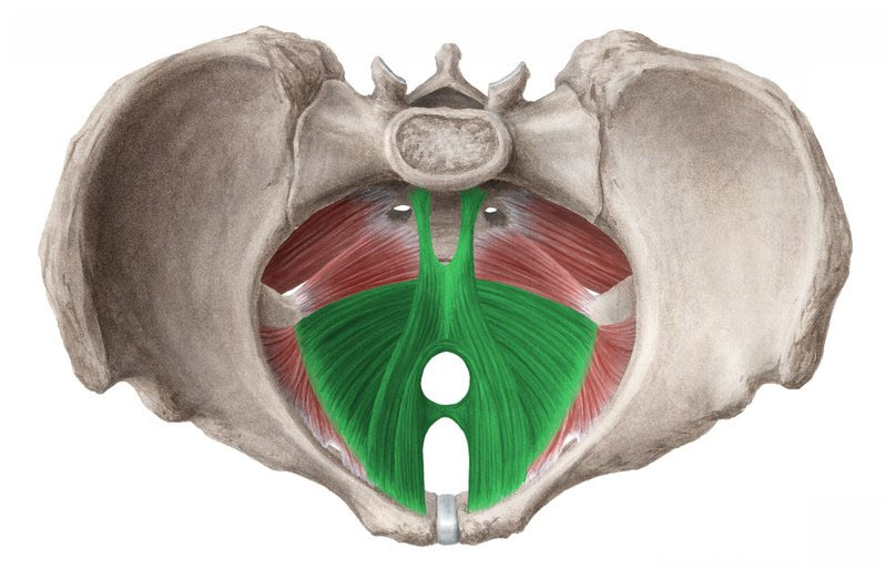 внутренний слой мышц тазового дна