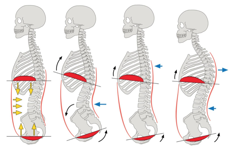 Положение мышц тазового дна
